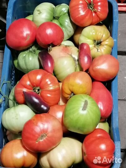 Помидоры