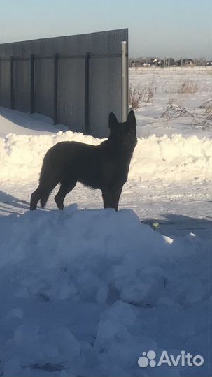 Вязка Кобель Вео