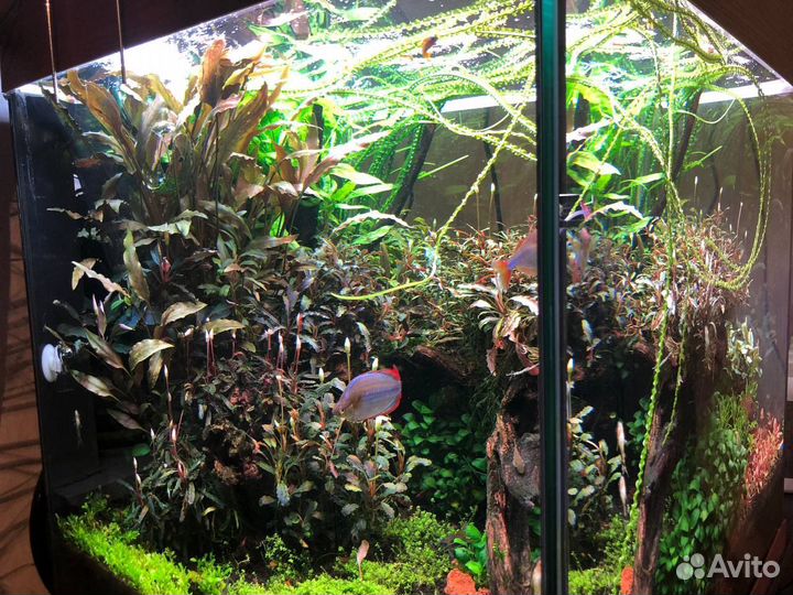 Аквариумные растения