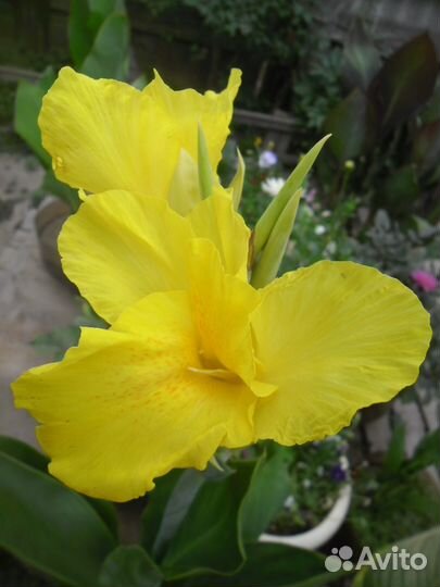 Канны сортовые