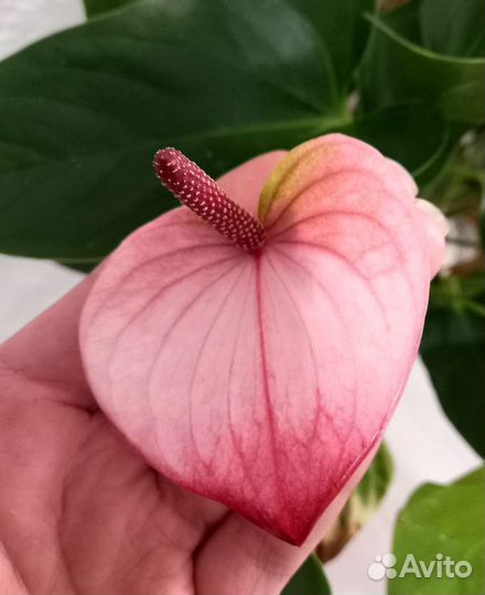 Антуриумы сортовые