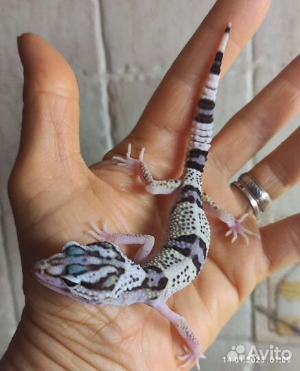 Иранские эублефары