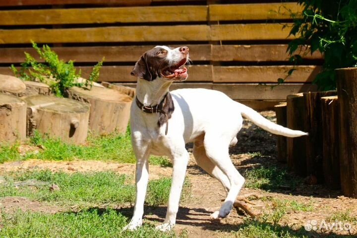 Собака в добрые руки поинтер