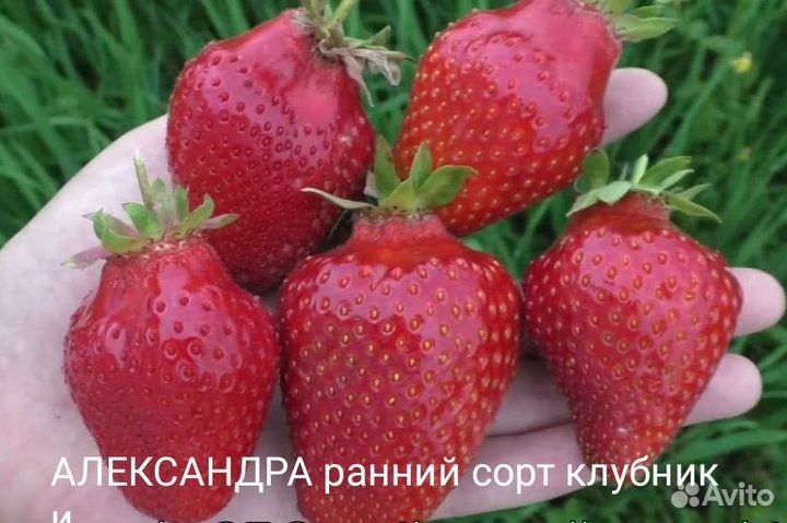 Цветочная и овощная рассада, розы, саженцы