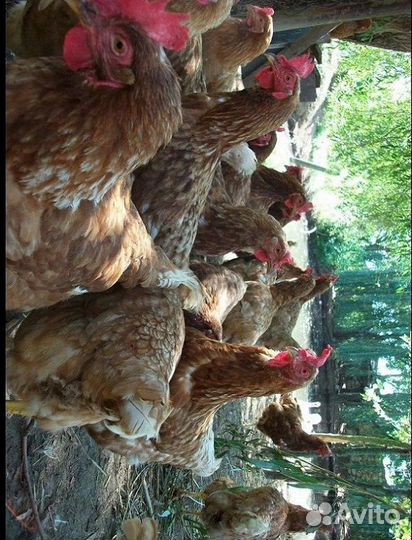 Курица несушка