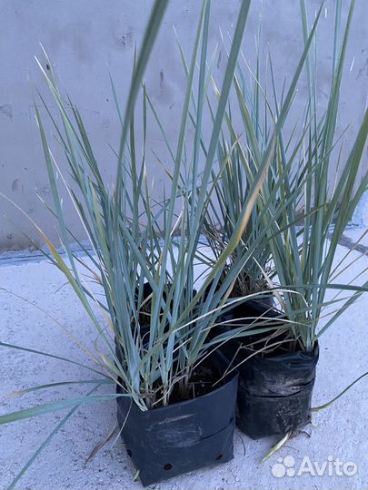 Колосняк песчаный