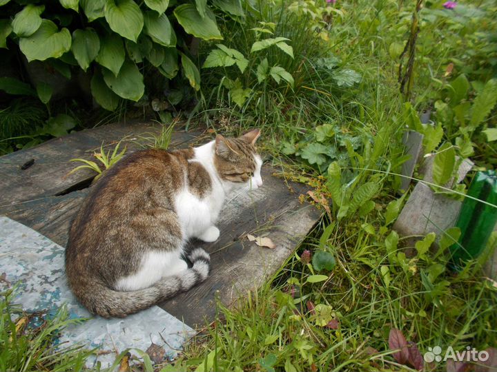 Котенок подросток в добрые руки