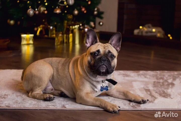 Французский бульдог кобель вязка