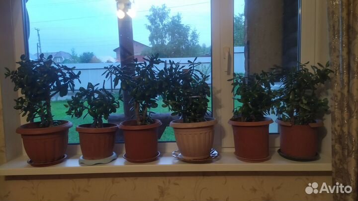 Цветок Толстянка или денежное дерево