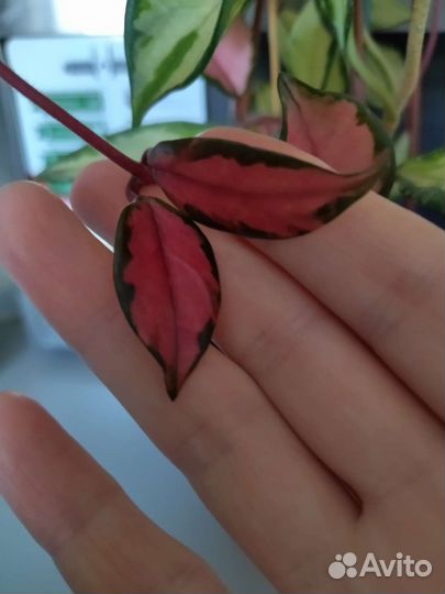 Хойя media picta,walliniana