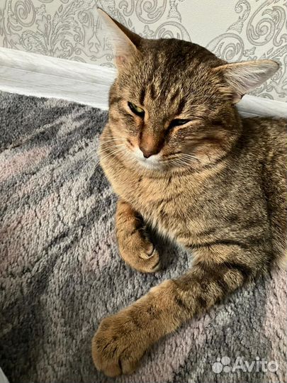 Кот ищет дом