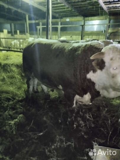 Быки племенные