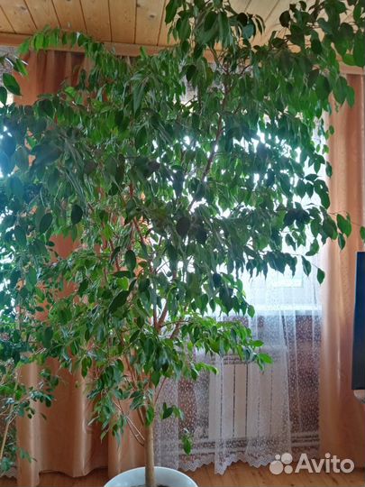 Продам фикус