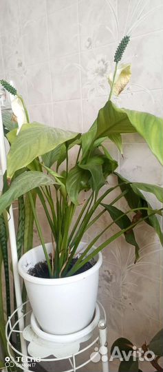 Спатифилум