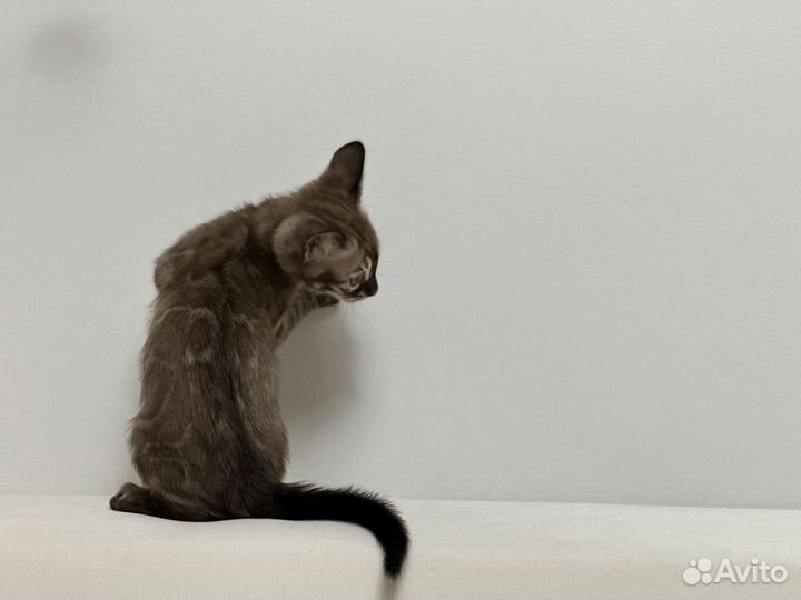 Бенгальский мальчик угольный минк