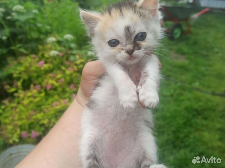 Котята (девочки)в добрые руки бесплатно