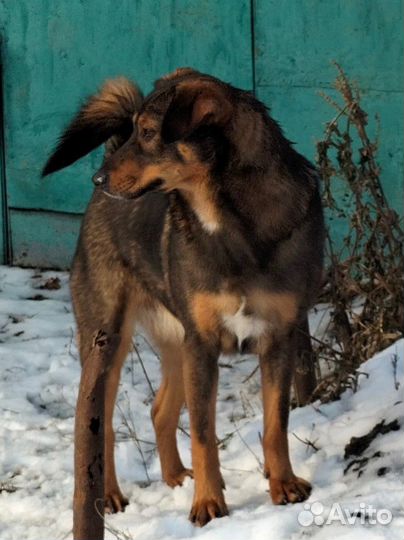 Собака в добрые руки