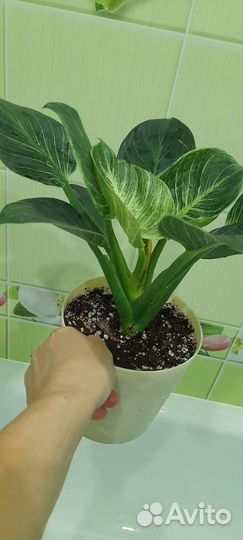 Эпипремнум годзила и филодендрон Биркин