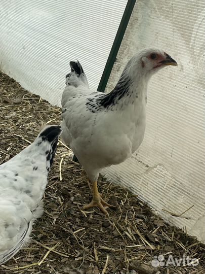 Курица молодка