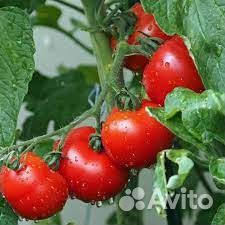 Упаковщик(цы) Вахта в Волжском/Без опыта/Проезд