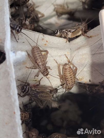 Сверчки домовые, Туркменские тараканы