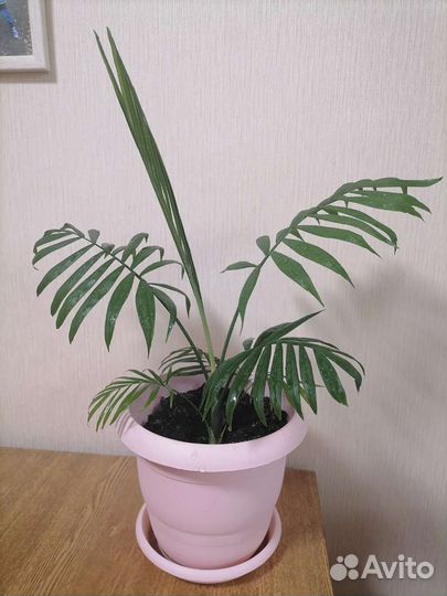 Пальма хамедорея