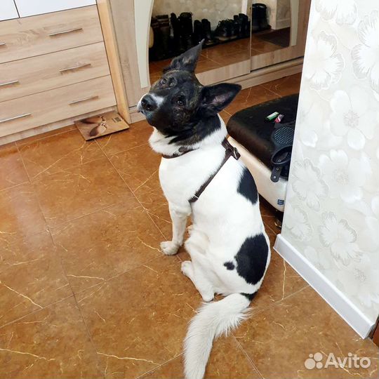 Шлейка натур кожа И строгий ошейник