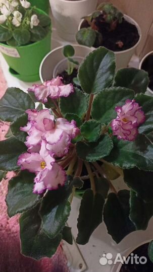 Детка сортовой фиалки Ян-Менуэт