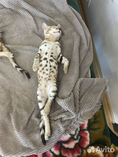 Бенгальские котята