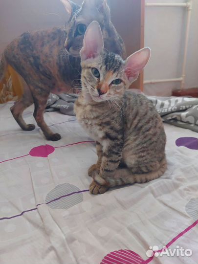 Кошка сфинкс