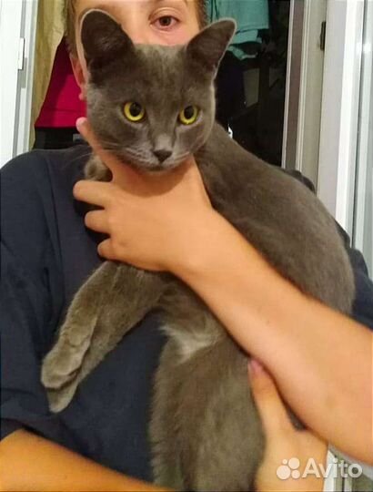 В добрые руки