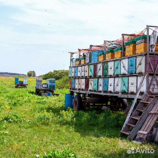 Майский мёд сбор 2023