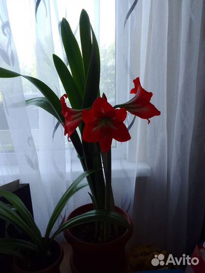 Комнатные цветы