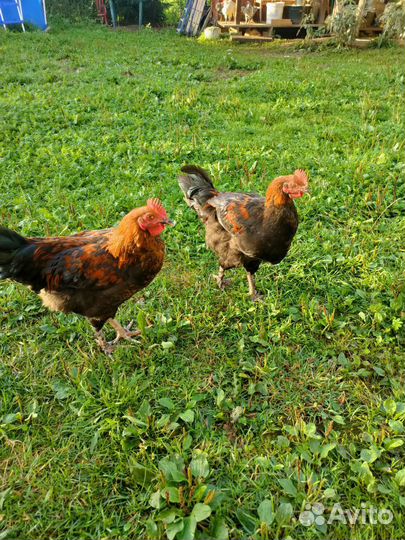 Молодой петух