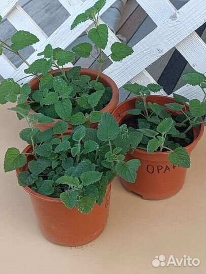 Мелисса оранчелло