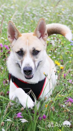 Собака в дар в добрые руки метис лайки