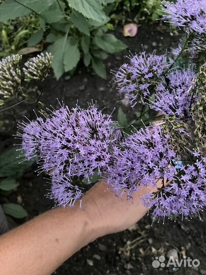 Трахелиум семеа