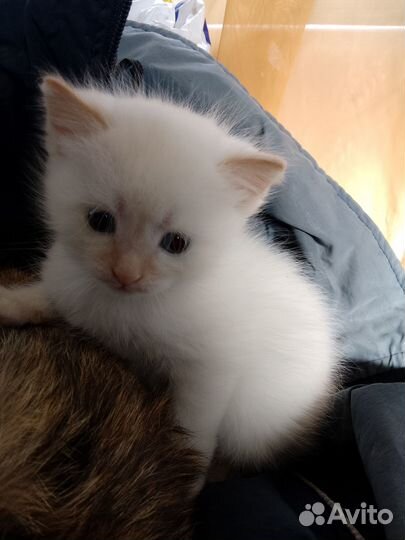 Отдам кошечку