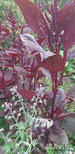 Ромашки,аквилегия, хмель и амарант