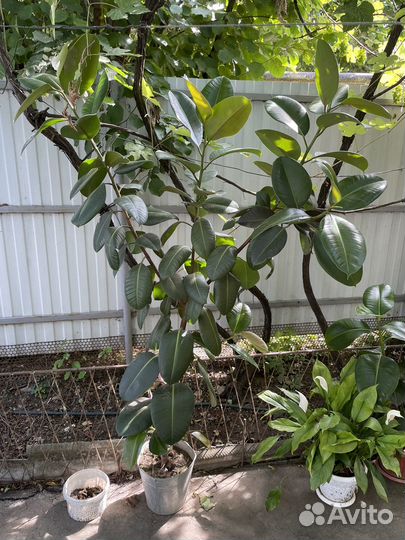 Фикус эластика