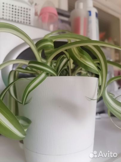 Хлорофитума с горшком