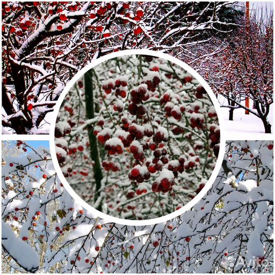 Яблоня декоративная