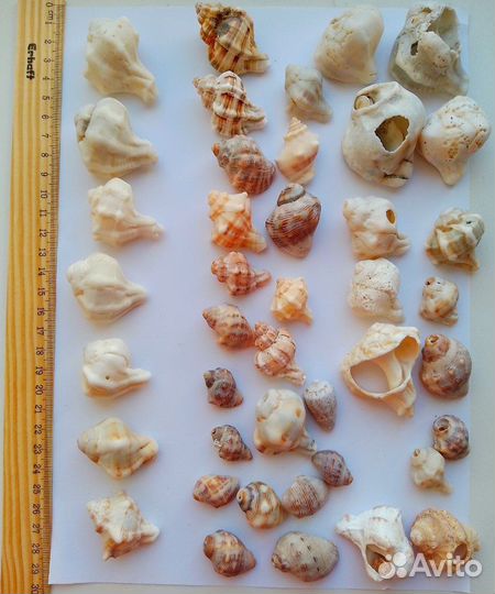 Ракушки Средиземного моря