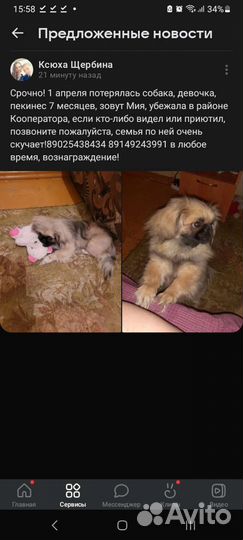 Потерялась собака