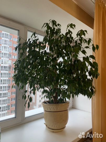 Фикус бенджамина большой