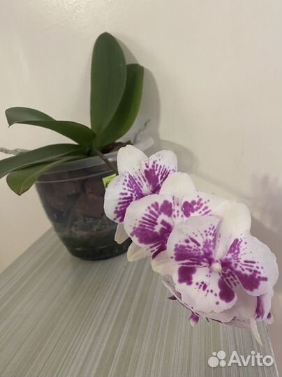 Продам орхидею