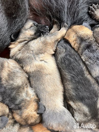 Щенята немцы