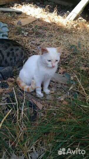 Кошка в дар