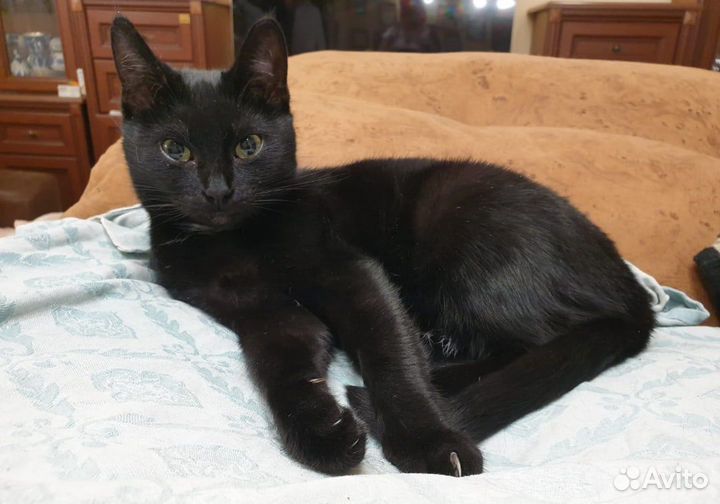 Эталонная кошка Наоми