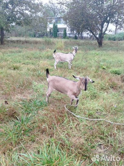 Козы альпийские, цена за 2-х